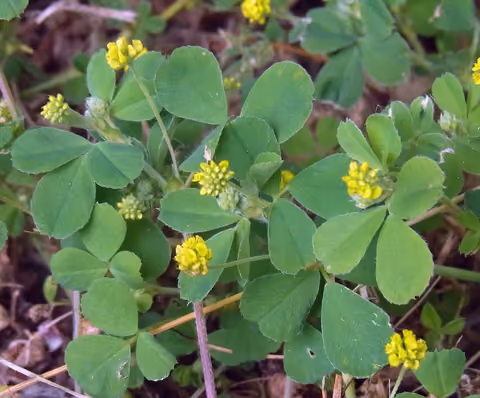 Lucerna chmielowa