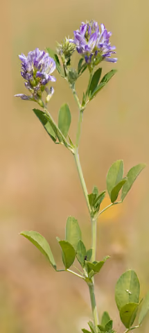 Lucerna siewna