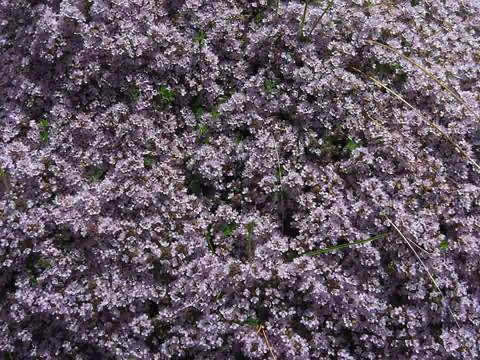 Macierzanka piaskowa