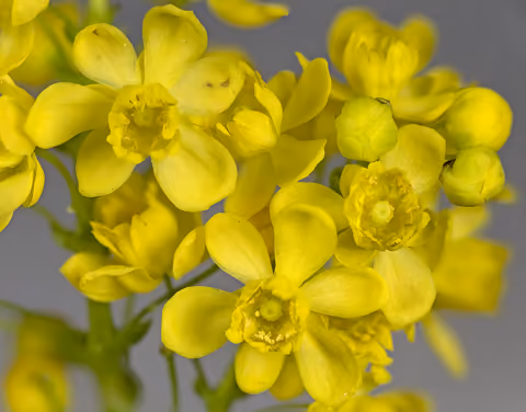 Mahonia pospolita