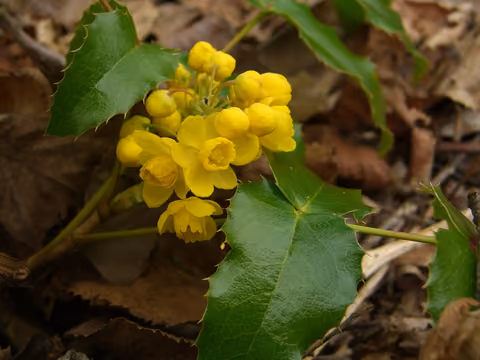 Mahonia pospolita