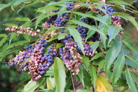 Mahonia pospolita