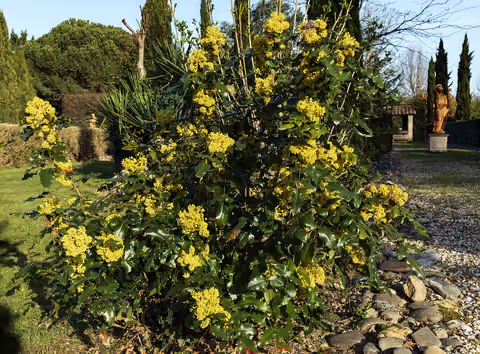 Mahonia pospolita
