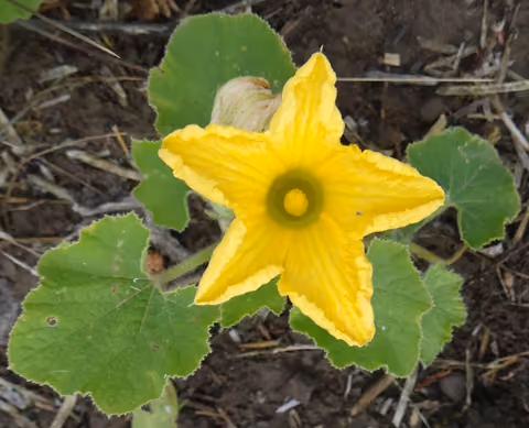 Melon