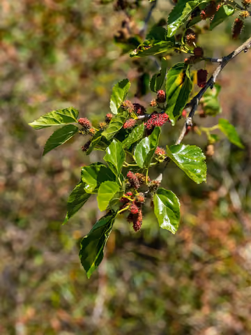 Morwa biała