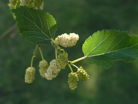 Morwa biała
