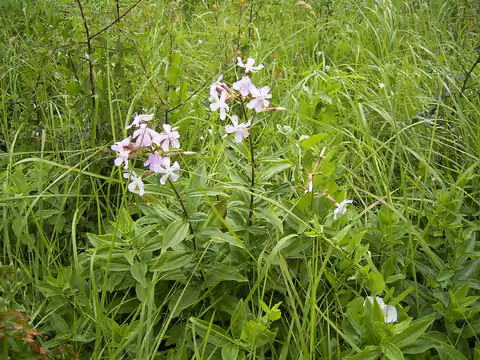 Mydlnica lekarska