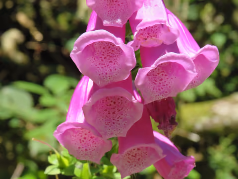 Naparstnica purpurowa