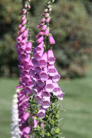 Naparstnica purpurowa