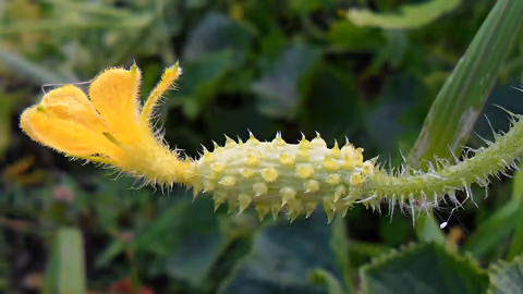 Ogórek kiwano