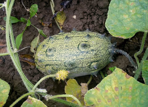 Ogórek kiwano