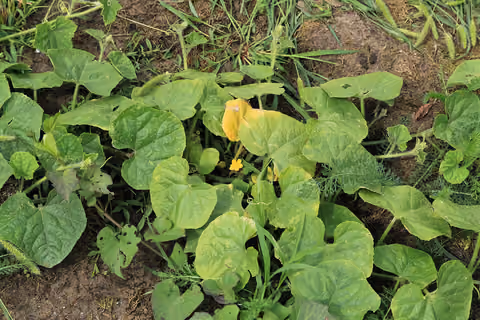 Ogórek kiwano