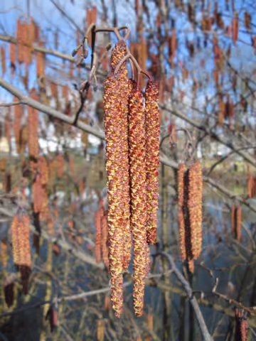 Olsza czarna