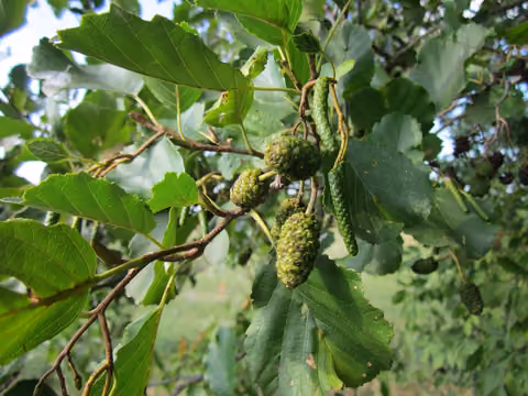 Olsza czarna