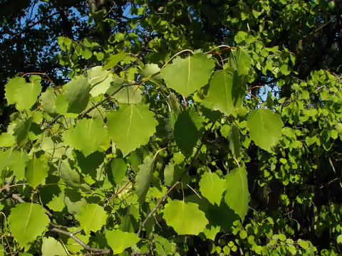 Osika