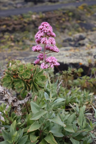 Ostrogowiec czerwony