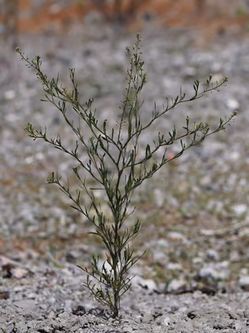 Pieprzyca gruzowa
