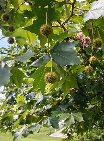 Platan klonolistny