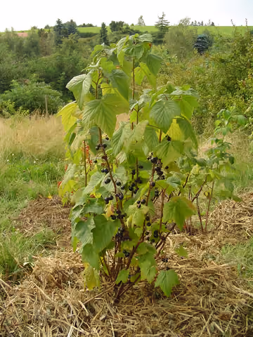 Porzeczka czarna