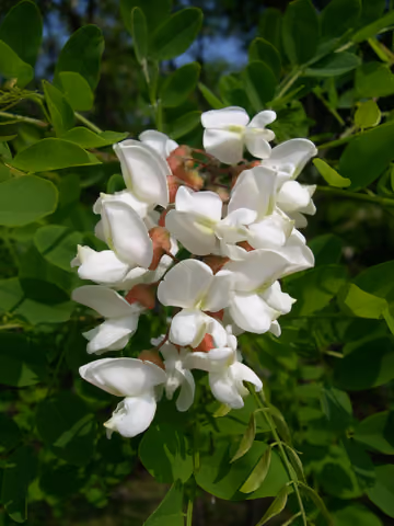 Robinia akacjowa