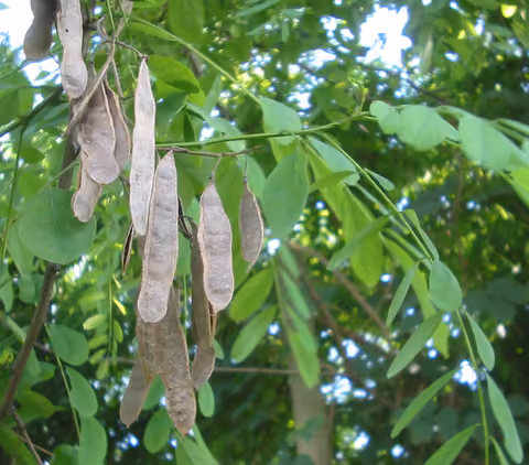 Robinia akacjowa