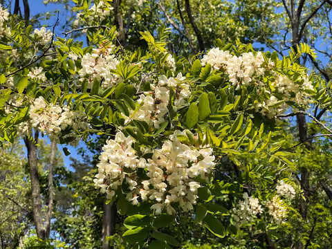 Robinia akacjowa
