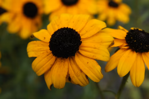 Rudbekia błyskotliwa