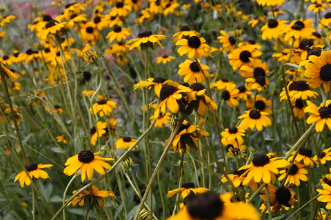 Rudbekia błyskotliwa