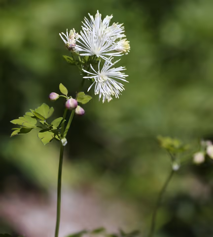 Rutewka orlikolistna