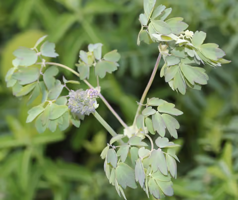 Rutewka orlikolistna