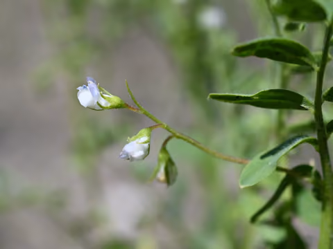 Soczewica jadalna