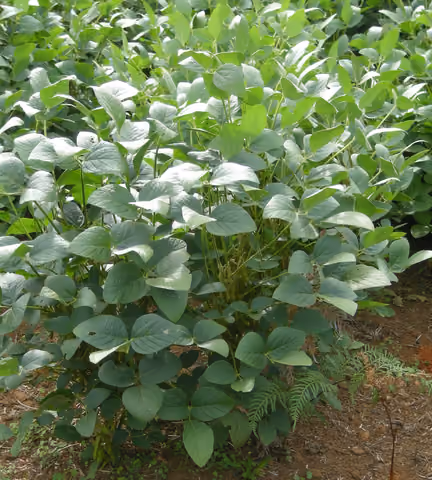Soja