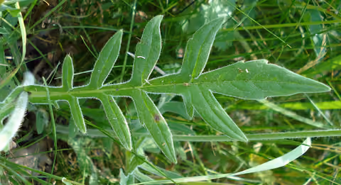 Świerzbnica polna