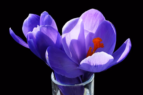 Szafran (krokus) wiosenny
