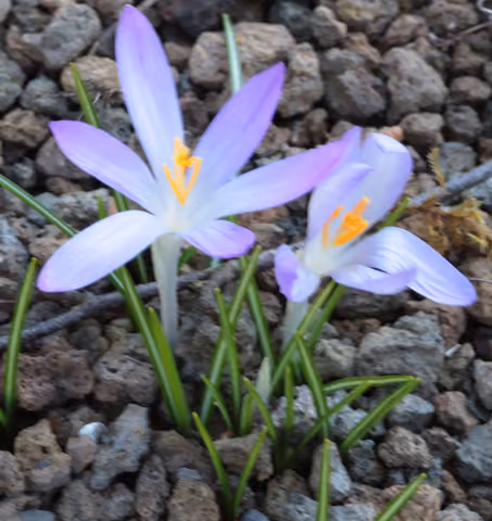 Szafran (krokus) wiosenny