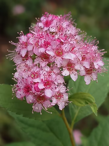 Tawuła japońska (tawuła drobna)