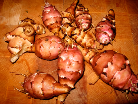 Topinambur (słonecznik bulwiasty)
