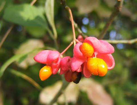 Trzmielina pospolita