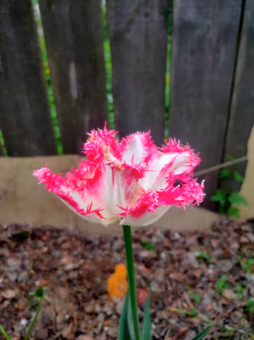 Tulipan ogrodowy