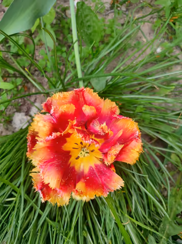 Tulipan ogrodowy