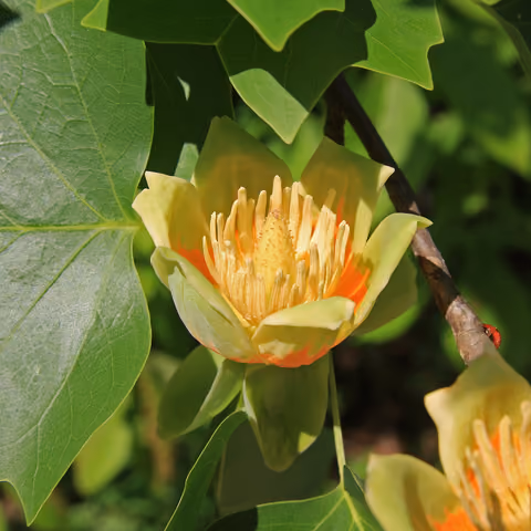 Tulipanowiec amerykański