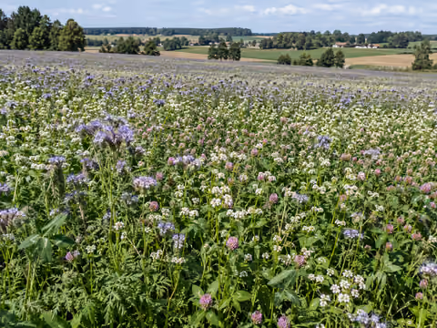 Uprawa miododajna