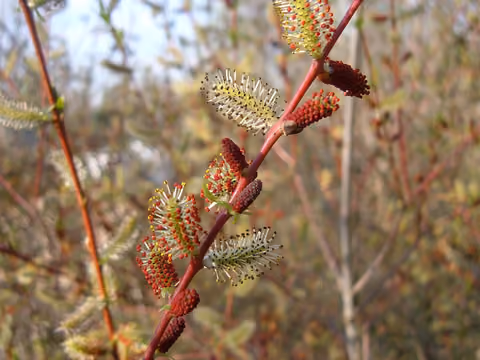 Wierzba purpurowa