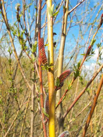 Wierzba purpurowa
