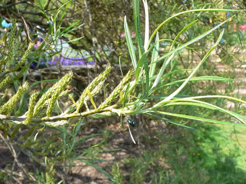Wierzba siwa