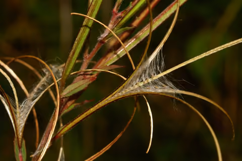 Wierzbownica drobnokwiatowa