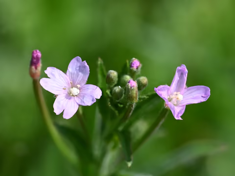 Wierzbownica drobnokwiatowa