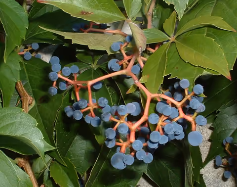 Winobluszcz pięciolistkowy